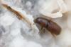 Hylurgus ligniperda
